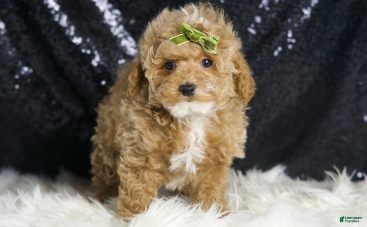 Maltipoo dogs - Advert 6
