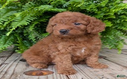 Mini Goldendoodle dogs for sale: Mini -lilly - Image 41