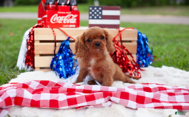 Cavalier King Charles Spaniel dogs for sale - Ad 4