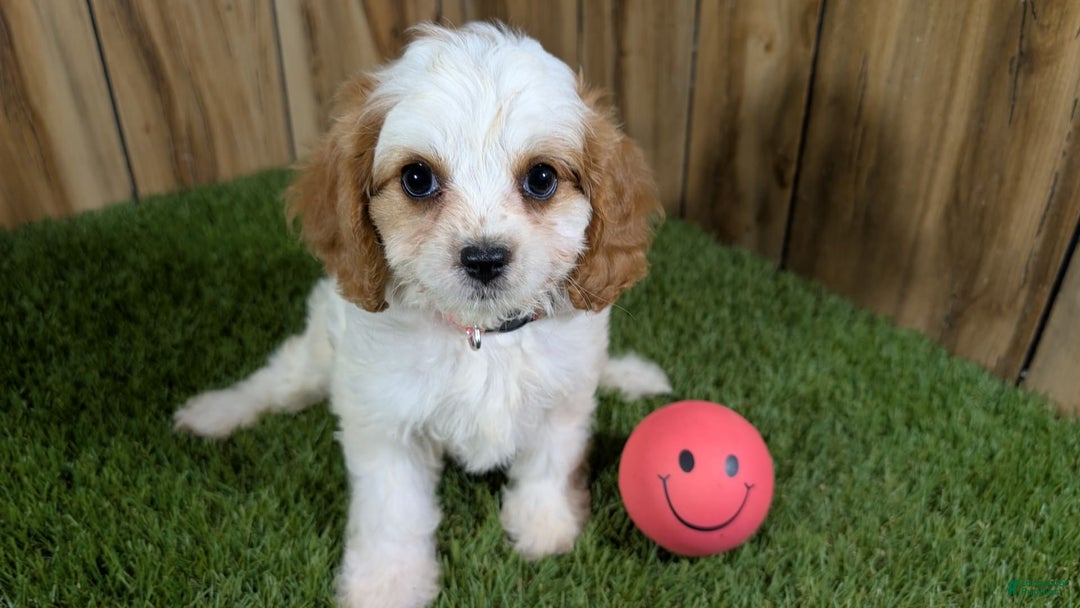 Cavapoo dogs for sale: Fiona Girl 1 - Image 10