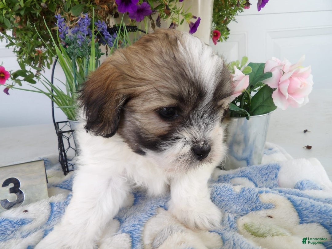 Teddy Bear dogs for sale: Melody - Image 2