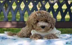 Miniature Poodle dogs for sale: Miniature Poodle 3 puppies - Image 9