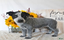 Australian Cattle Dog dogs for sale: Max - Image 3