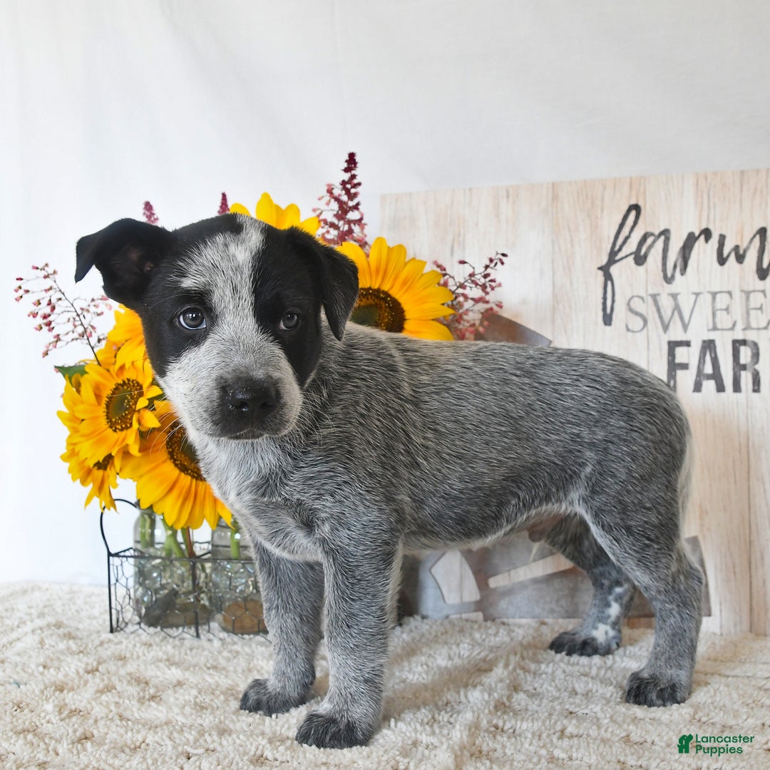 Australian Cattle Dog dogs for sale: Max - Image 3