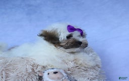 Shihpoo dogs for sale: Scarlett - Image 19