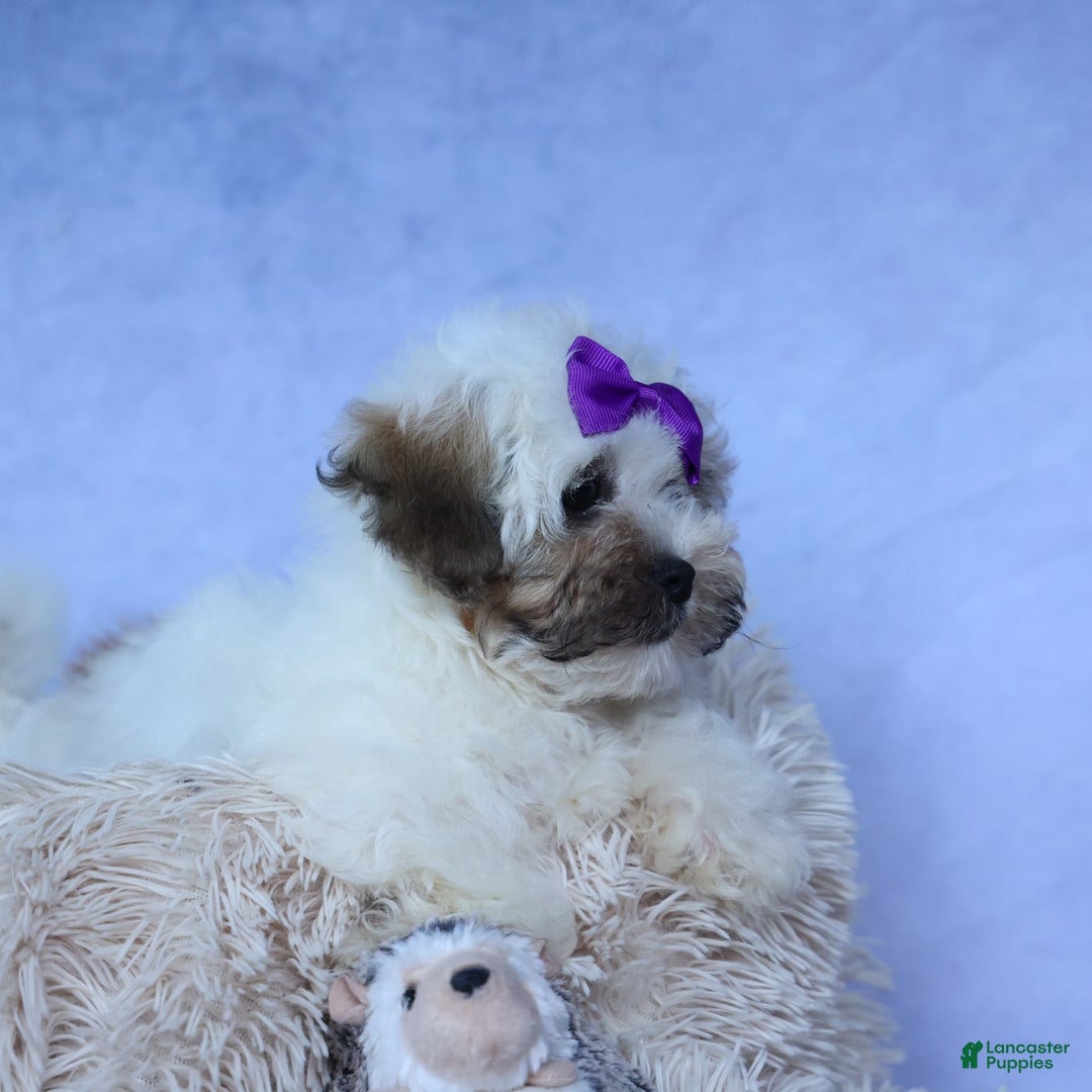 Shihpoo dogs for sale: Scarlett - Image 19