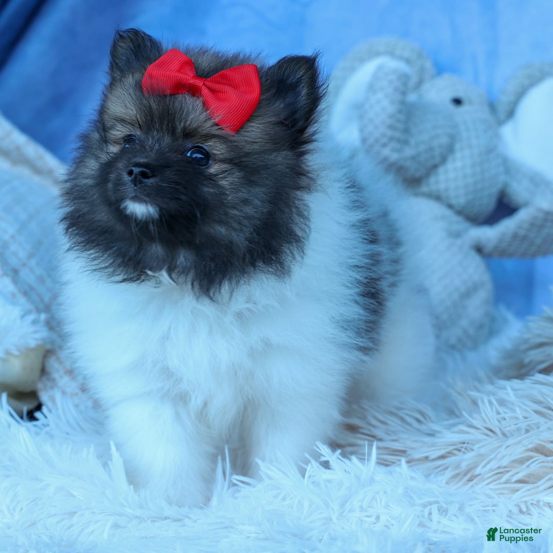 Pomeranian dogs for sale: Betzy - Image 13