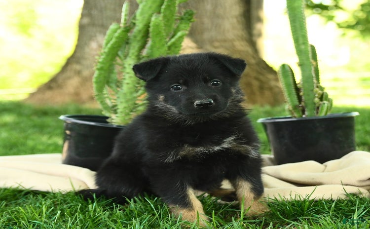 German Shepherd dogs for sale - Ad 5