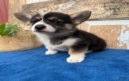 Welsh Corgi Pembroke dogs for sale: Carly - Image 5