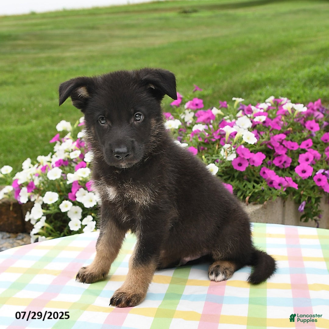 German Shepherd dogs for sale: Cletus - Image 4
