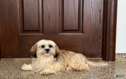 Lhasa Apso dogs for sale: Heather - Image 5