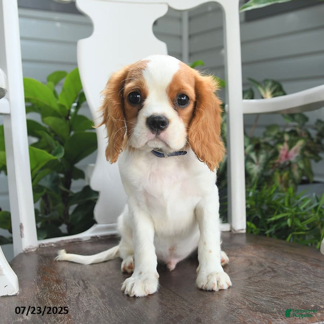 Cavalier King Charles Spaniel dogs for sale: Farley - Image 9