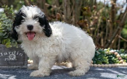 Cavapoo dogs for sale: Sutton - Image 3