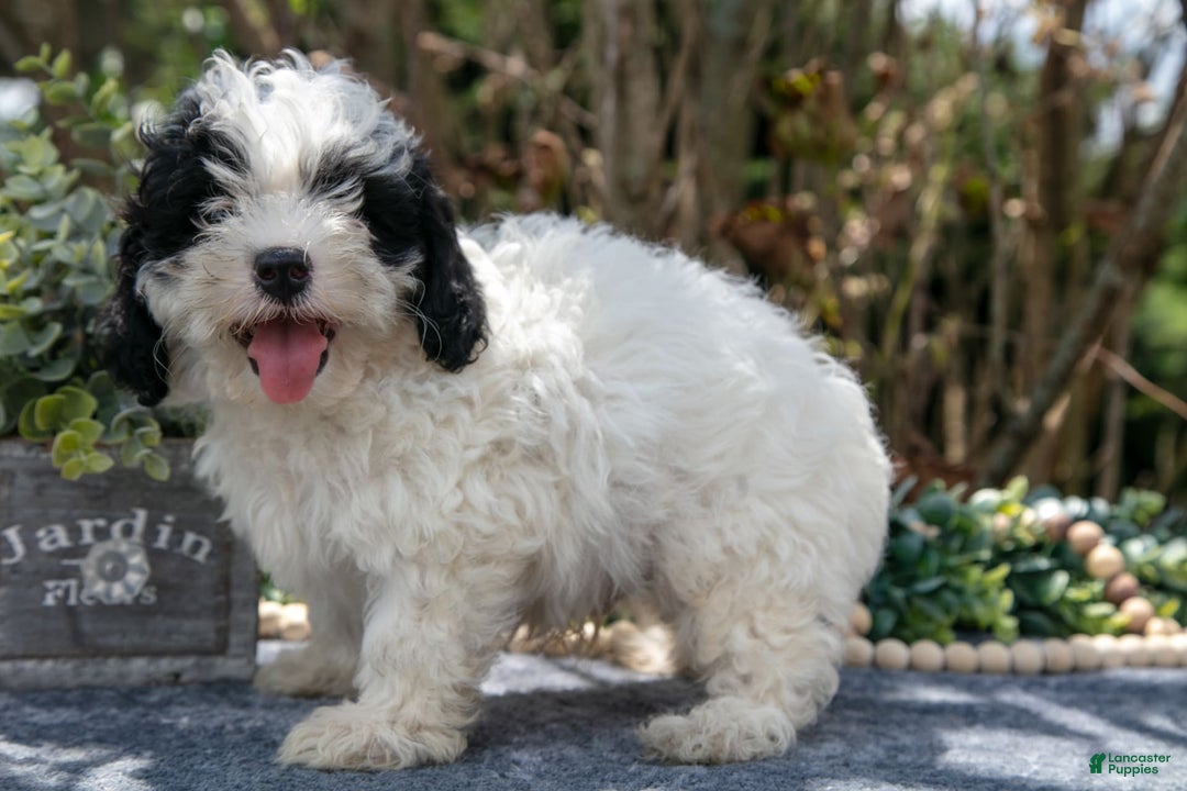 Cavapoo dogs for sale: Sutton - Image 3