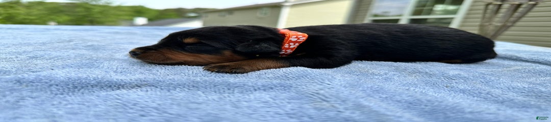 Orange Collar