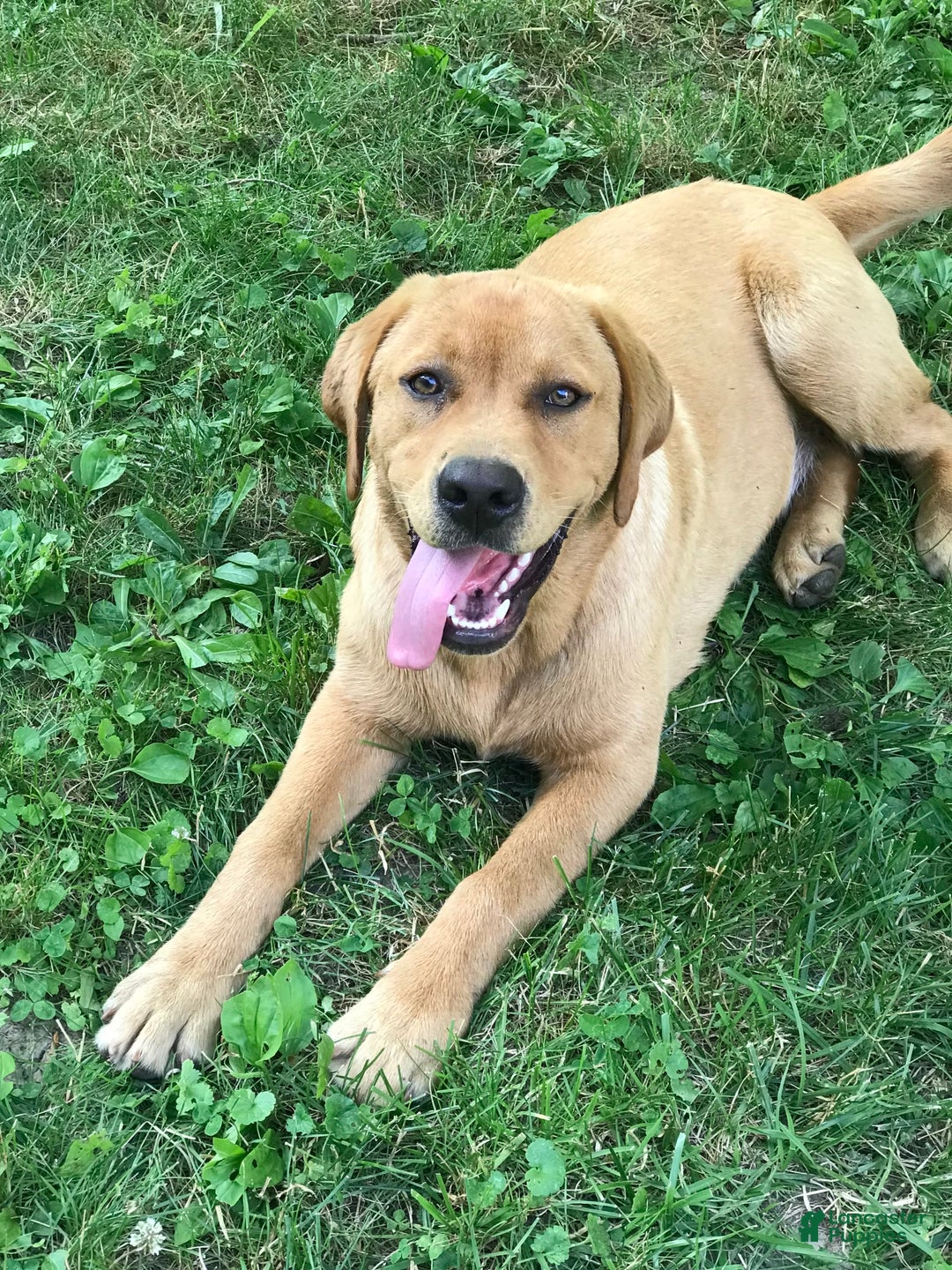 Labrador Retriever dogs for sale: Honey - Image 4