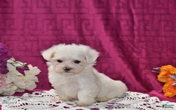 Maltese dogs for sale: Jesse - Image 2