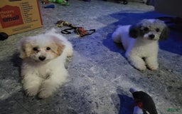 Toy Poodle dogs for sale: Nala - Image 6