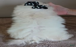 Maltipoo dogs for sale: 3 lb oslo - Image 11