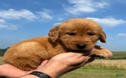 Golden Retriever dogs for sale: Copper - Image 1