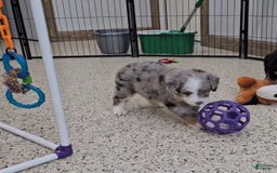 Mini Bernedoodle dogs for sale: Larkspur Mini - Image 6