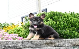 German Shepherd dogs for sale: Scooter - Image 5
