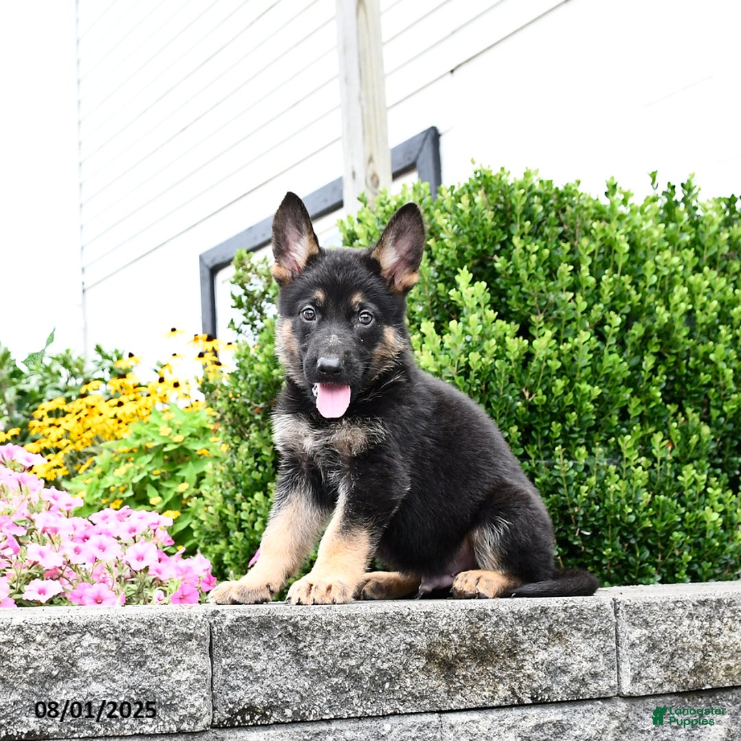 German Shepherd dogs for sale: Scooter - Image 5