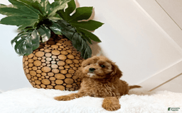 Cavapoo dogs for sale: Zariah - Image 2