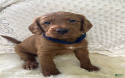Goldendoodle dogs for sale: Danby - Image 1