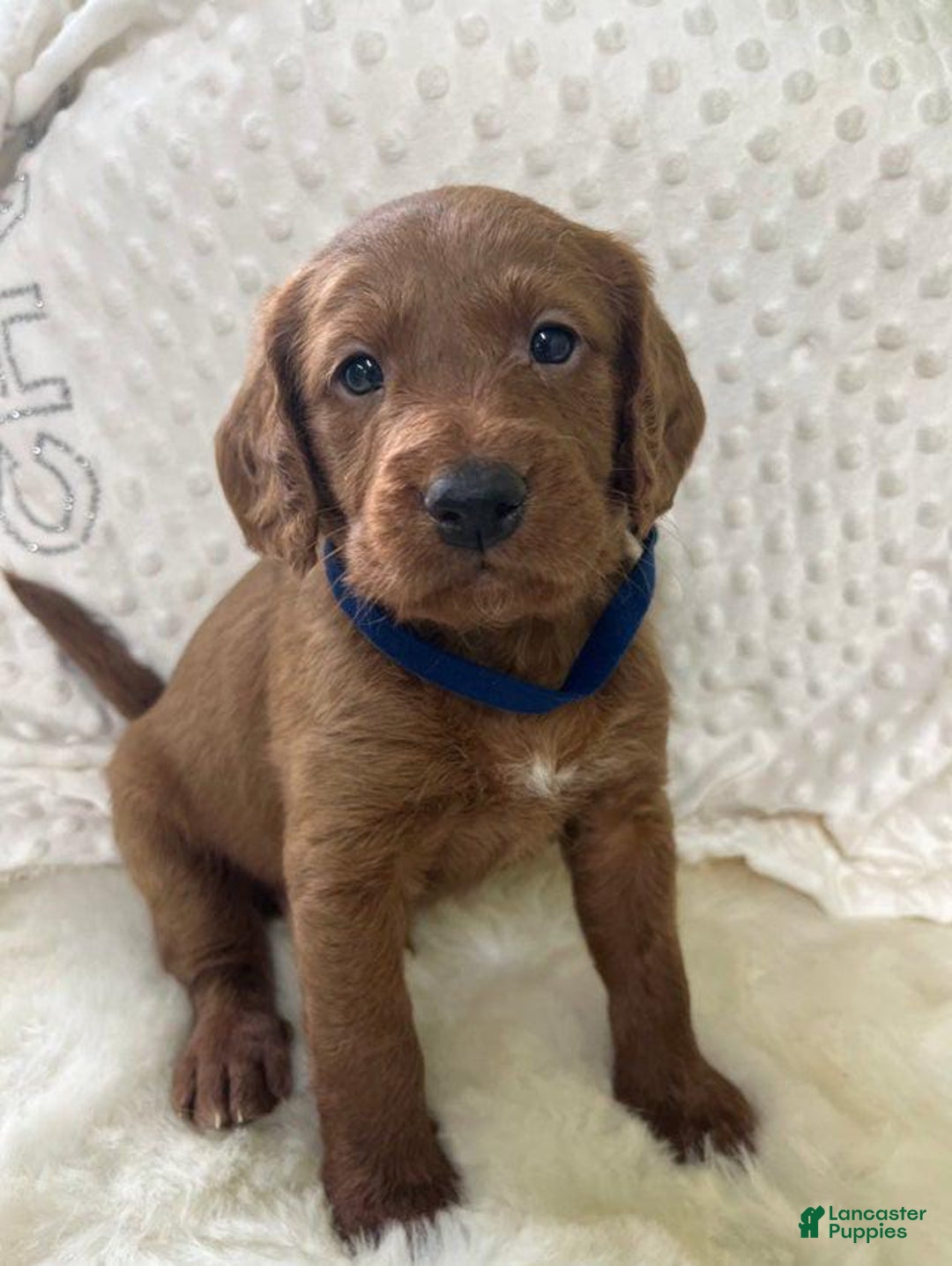 Goldendoodle dogs for sale: Danby - Image 1