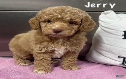 Cockapoo dogs for sale: Jerry - Image 1