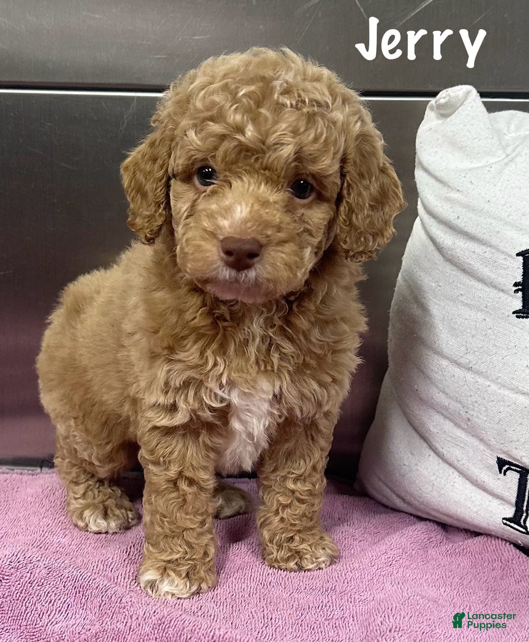 Cockapoo dogs for sale: Jerry - Image 1