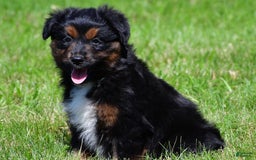 Miniature Australian Shepherd dogs for sale: Natasha - Image 13
