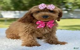 Mini Goldendoodle dogs for sale: Teresa - Image 2