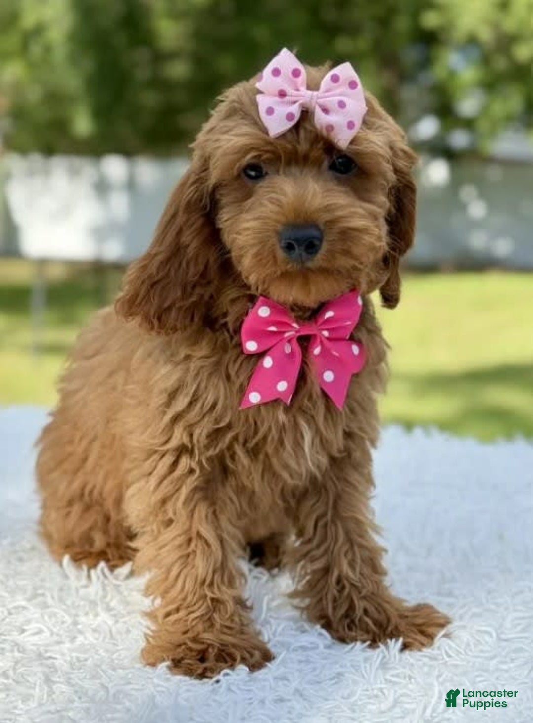 Mini Goldendoodle dogs for sale: Teresa - Image 2