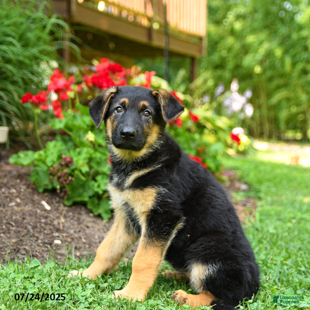 German Shepherd dogs for sale: Bella - Image 3
