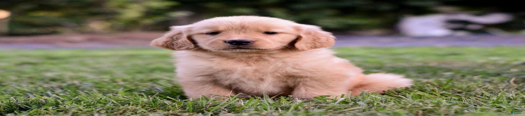 Skye