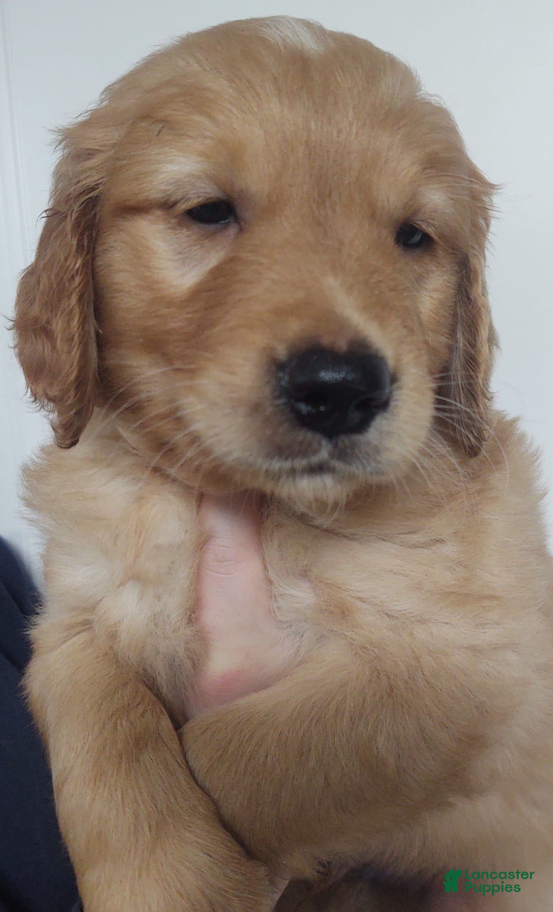 Golden Retriever dogs for sale: Benji - Image 2