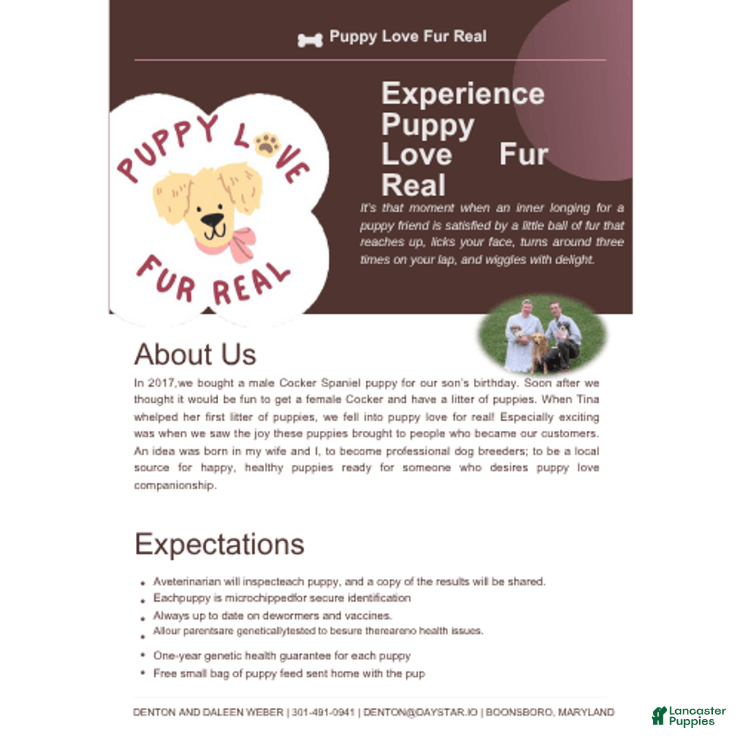 Shihpoo dogs for sale: Shih-Poo 2 puppies - Image 4