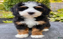 Mini Bernedoodle dogs for sale: ❤️ Boston Ma ❤️ Mini Bernedoodle - Image 21
