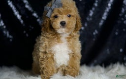 Miniature Poodle dogs for sale: Rusty - Image 2