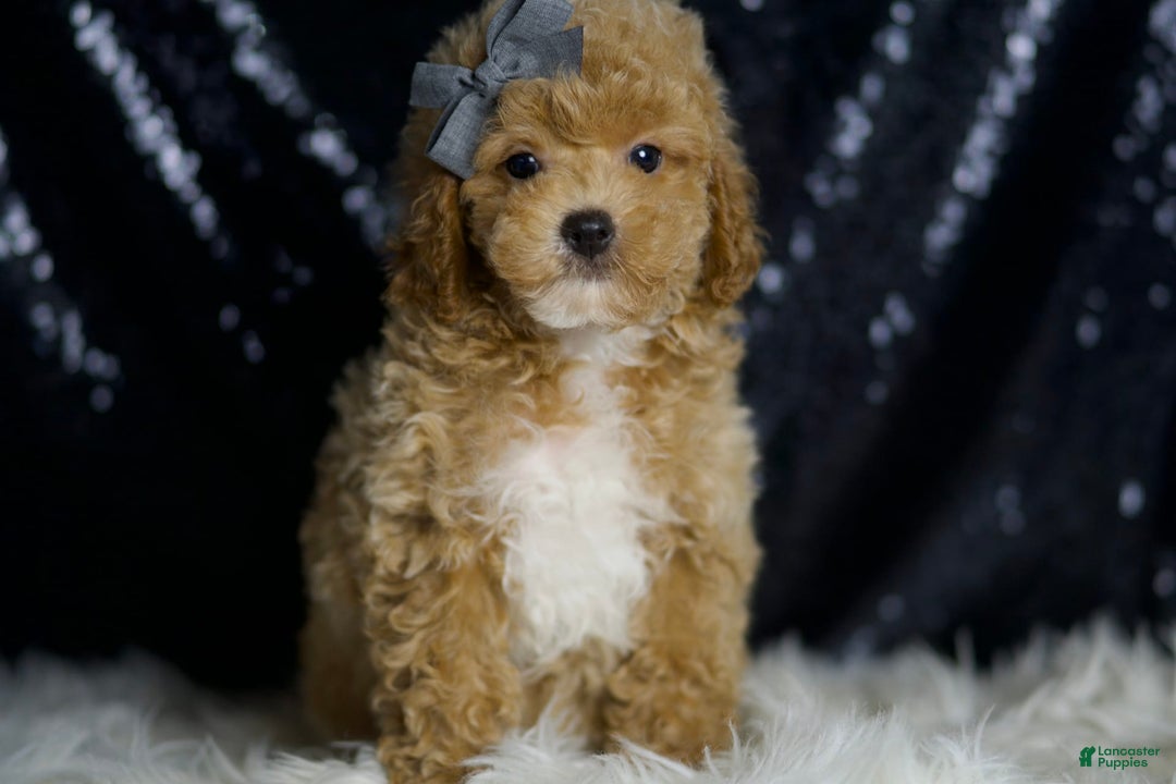 Miniature Poodle dogs for sale: Rusty - Image 2