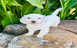 Miniature Dachshund dogs for sale: Blizzard LH - Image 6