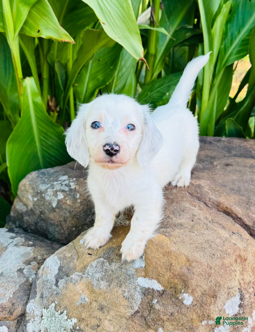 Miniature Dachshund dogs for sale: Blizzard LH - Image 6