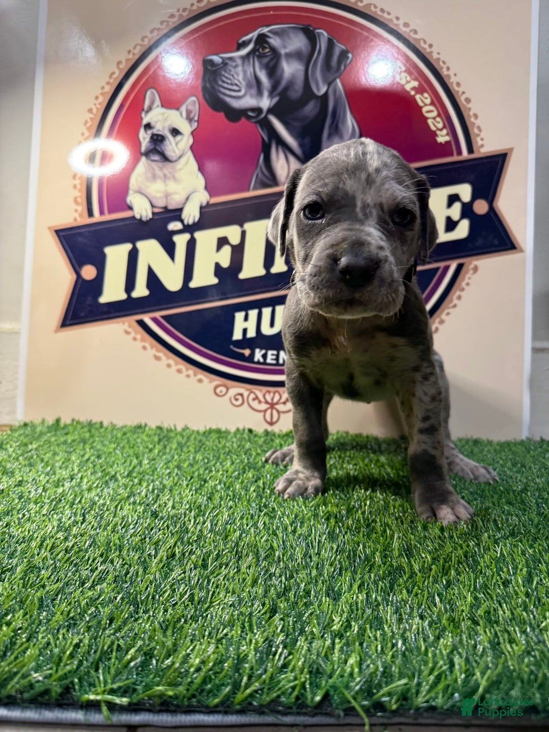 Cane Corso dogs for sale: Merle Female 2 - Listing for pets: Blue Male 2, Blue Male 3, Merle Female 1, Merle Female 2, Merle Female 3, Merle Female 4 - Image 2