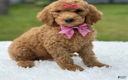 Goldendoodle dogs for sale: Emmy - Image 5