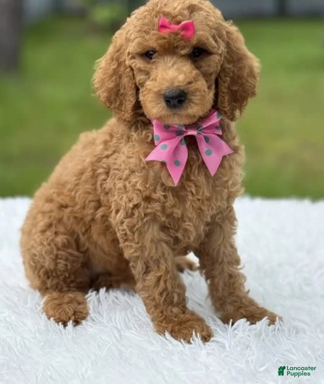 Goldendoodle dogs for sale: Emmy - Image 5