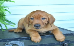 Labrador Retriever dogs for sale: Yumi - Image 3