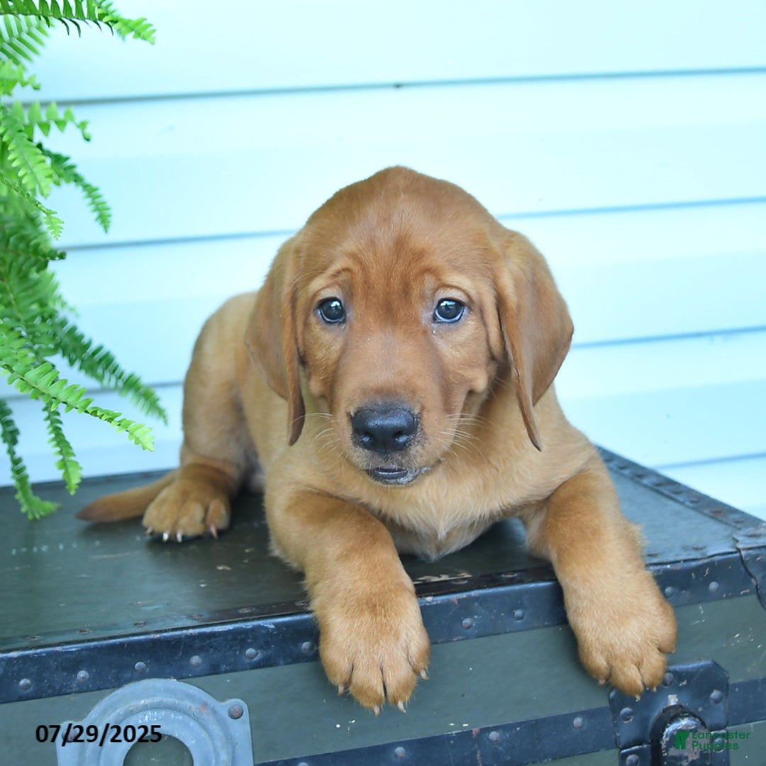 Labrador Retriever dogs for sale: Yumi - Image 3
