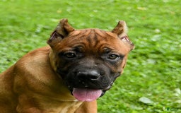Cane Corso dogs for sale: Tova - Image 5